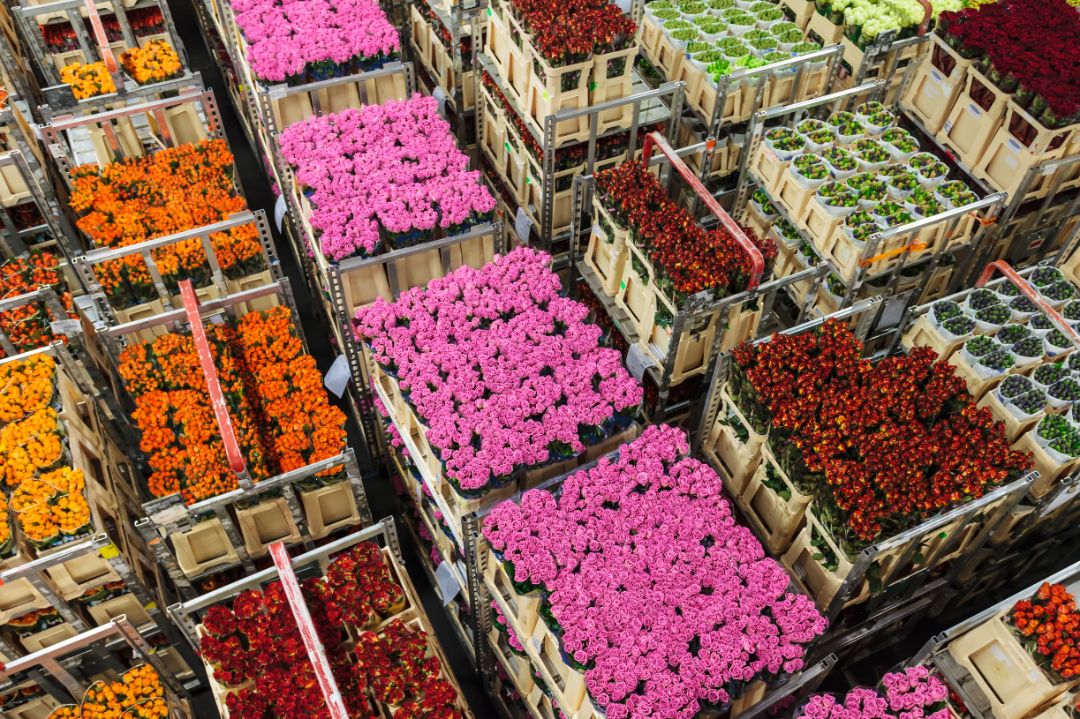 Crates with colorful flowers and plants on a Dutch flower auction