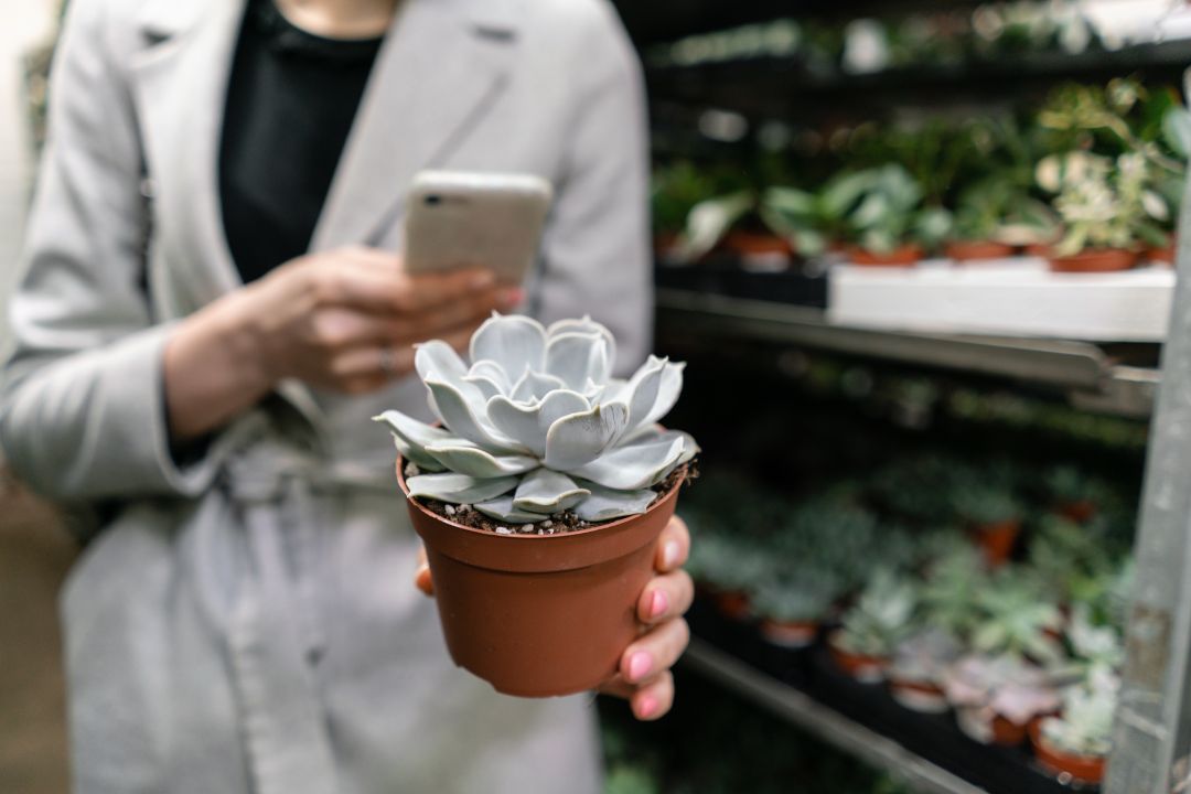 Garden center and wholesale supplier concept. Selective focus on succulents in pots in the hands of woman. Take photos on a smartphone, content for social networks