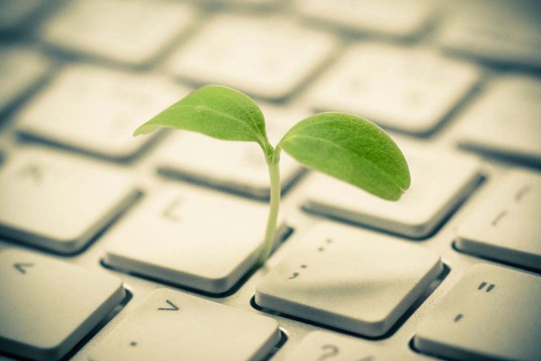 Tree growing on a computer keyboard / Green IT and Computing