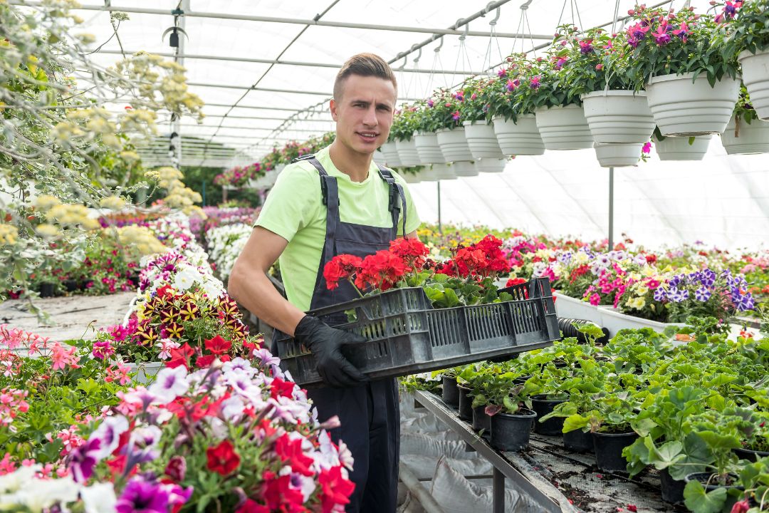 employee caring for flowers carries a box of plants. Work in greenhouses