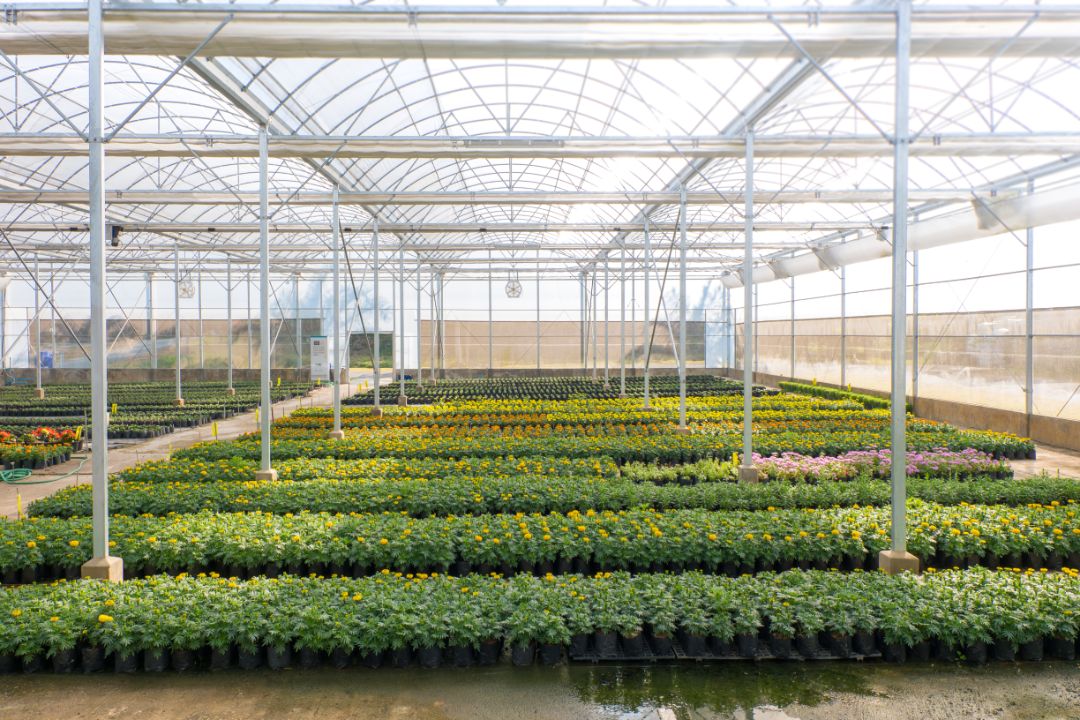 Blurred  flowers cultivation in a green house. Production flowers. Plants crop in greenhouse.