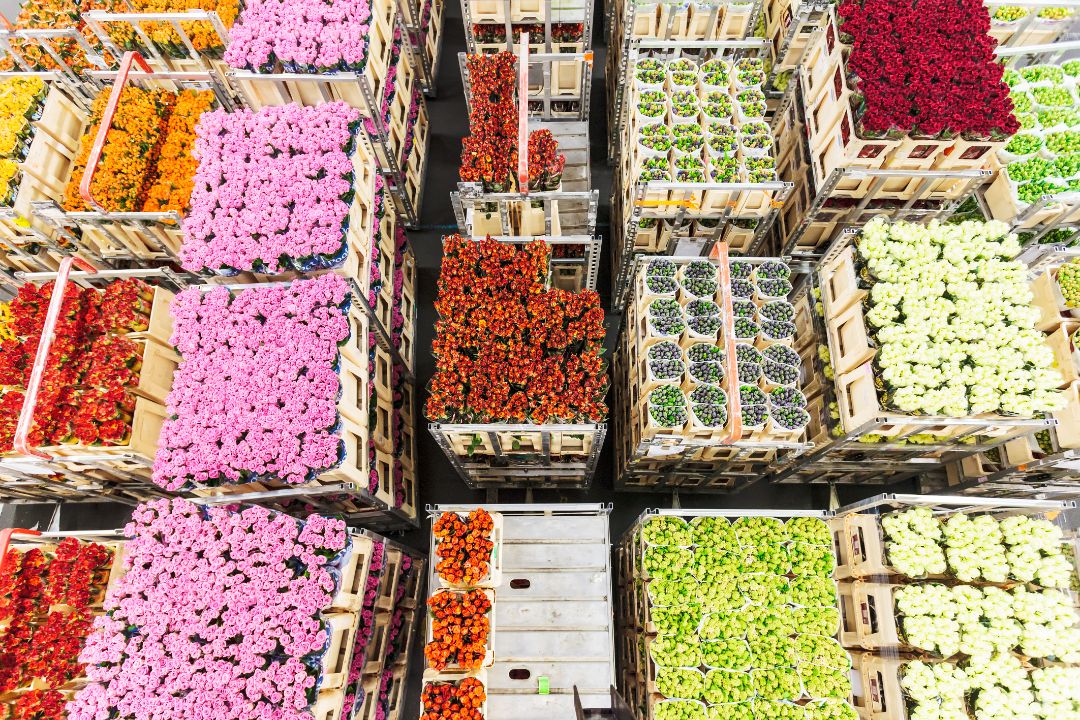 Crates with colorful flowers on a Dutch flower auction