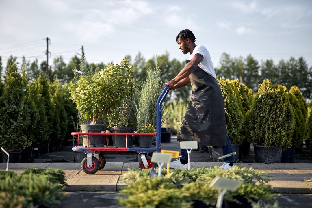 american male gardener transferring plants in garden with wheelbarrow, walks with it, young man holds cart with palnts and walks with it along the path in garden, takes care of trees, flowers