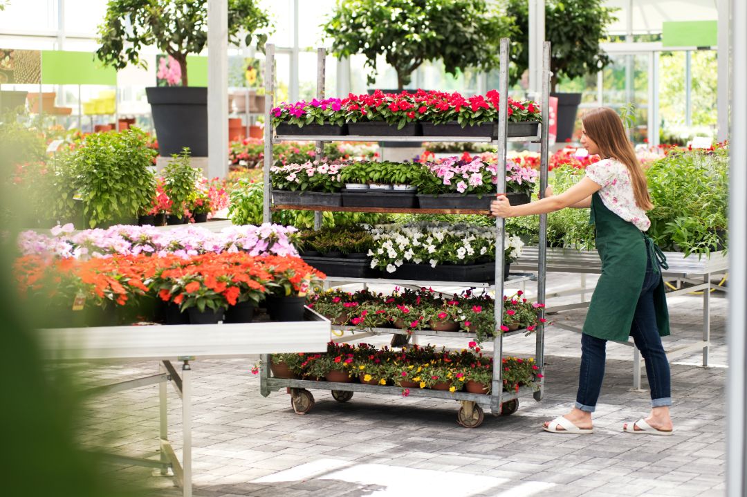 Young nursery employee pushing a flower cart with shelves laden with a colorful assortment of potted summer flowering plants in a large nursery