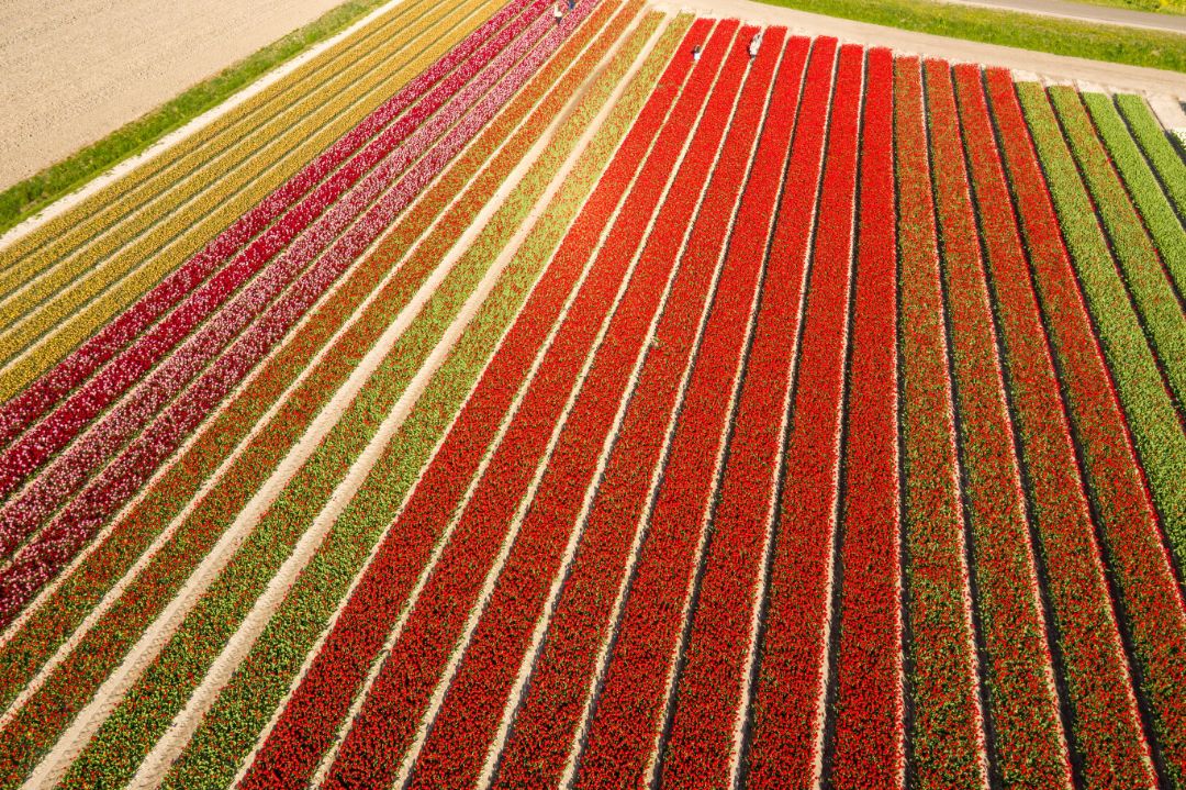 Dutch Flower fields in full bloom