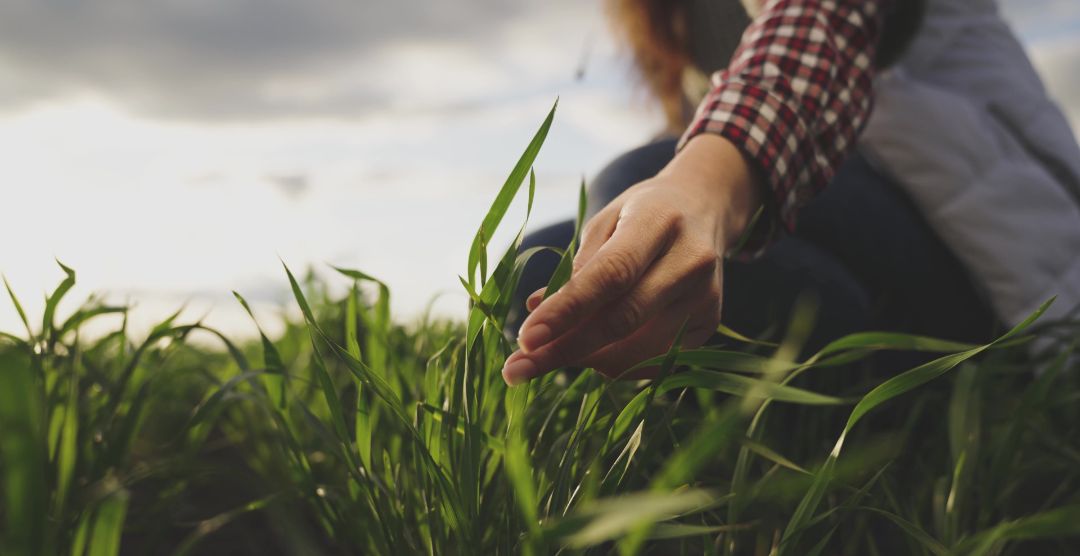 Farmer hand touches green leaves of young wheat in the field, the concept of natural farming, agriculture, the worker touches the crop and checks the sprouts, protect the ecology of the cultivated